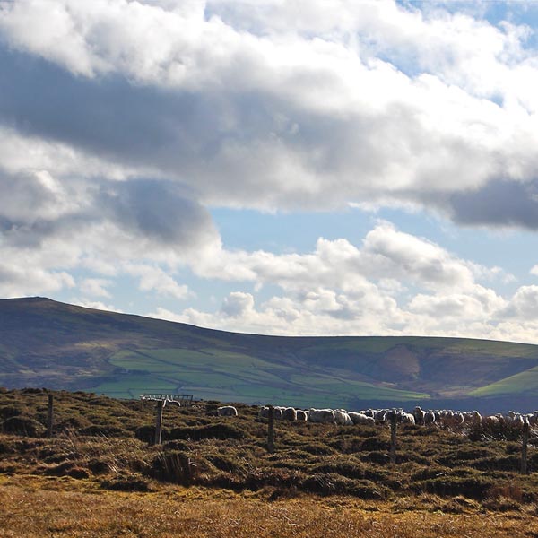 Sheep grazing on Dinas Mountain